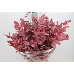 Euca Stuartiana Stabilizatta Cerise