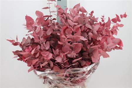 <h4>Euca Stuartiana Stabilizatta Cerise</h4>