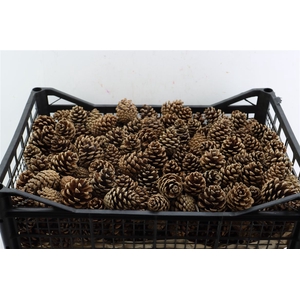 Pinea Oostenrijker X300 Crate