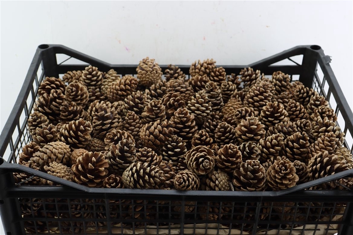 <h4>Pinea Oostenrijker X300 Crate</h4>