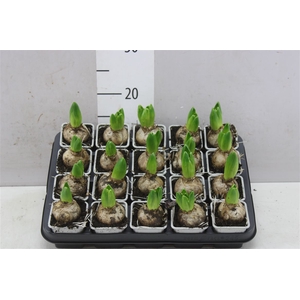 Hyacinthus White Aiolos 1pp