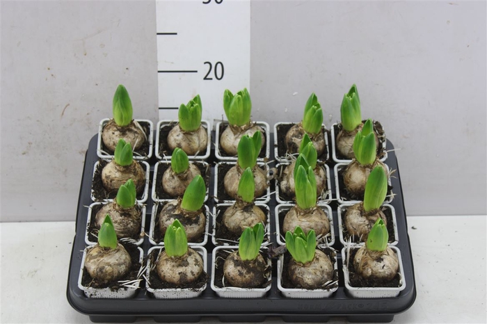 <h4>Hyacinthus White Aiolos 1pp</h4>