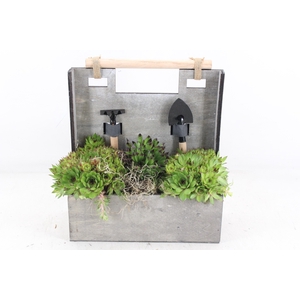 arr4 Semp JS - Hout tuinset 338/4