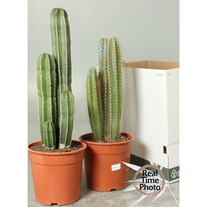 CACTUS OV