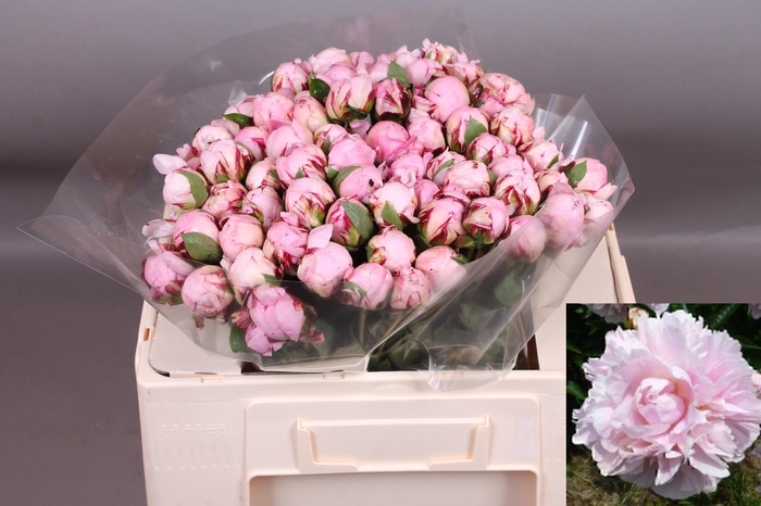 <h4>PAEO L MARGUE GERARD</h4>