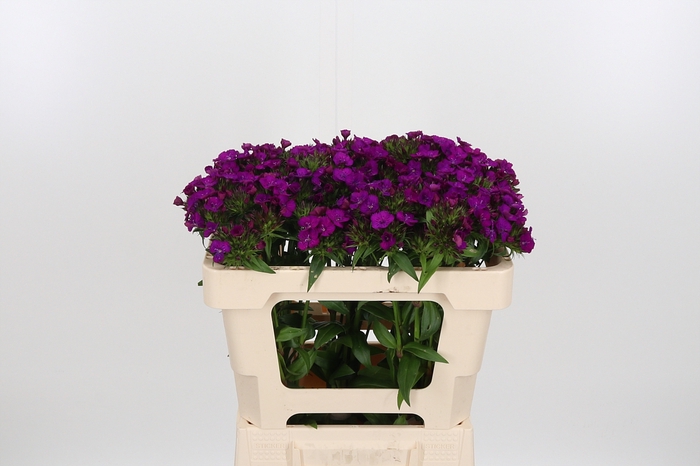 <h4>Di Barb Am Neon Purple</h4>