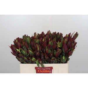 Leucadendron Senorita 2 heads