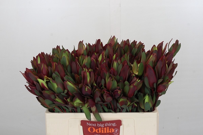 <h4>Leucadendron Senorita 2 heads</h4>