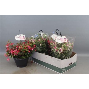 Fuchsia B F Hang Gem
