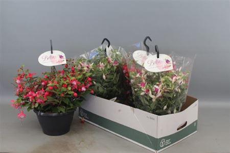 <h4>Fuchsia B F Hang Gem</h4>