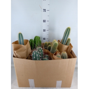 Cereus   ...
