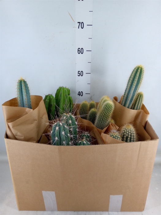 <h4>Cereus   ...</h4>