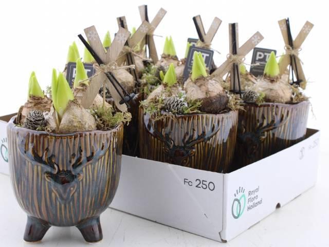 <h4>ARR HYACINTH</h4>