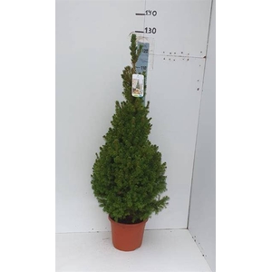 PICEA GL CONICA