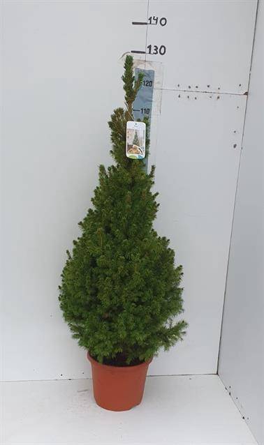 <h4>PICEA GL CONICA</h4>