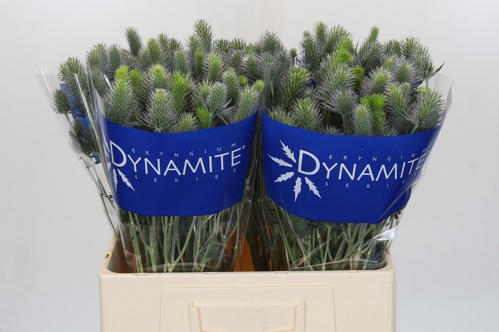 Eryngium Electric Dynamite