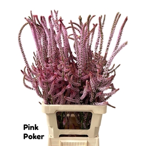 Psylliostachys Suworowii