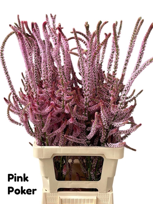 <h4>Psylliostachys Suworowii</h4>