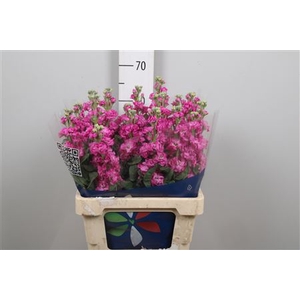 Matth Iron Deep Pink