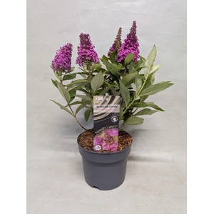 Buddleja 'Butterfly Candy' Cerise' 17 cm