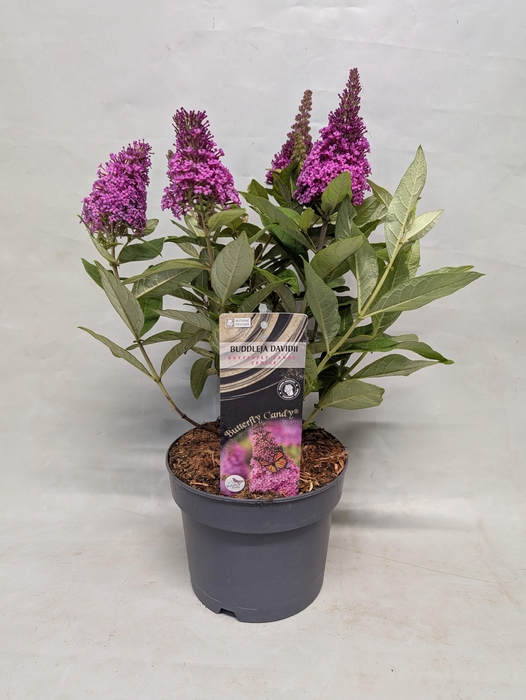 <h4>Buddleja 'Butterfly Candy' Cerise' 17 cm</h4>