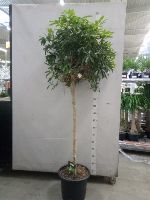 <h4>Schefflera arbor. 'Compacta'</h4>