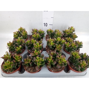 Crassula ovata 'Gandalf'