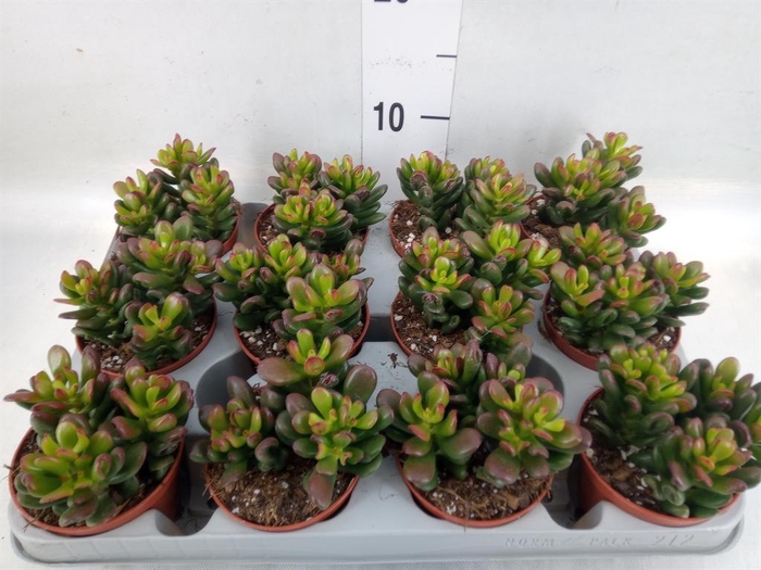 <h4>Crassula ovata 'Gandalf'</h4>