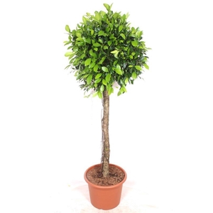 Ficus Nitida