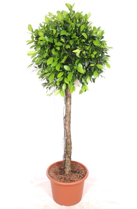 <h4>Ficus Nitida</h4>