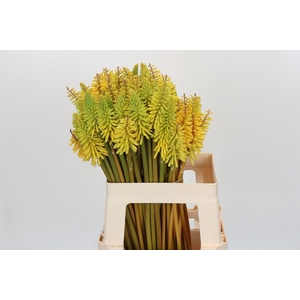 Kniphofia  'Eycone Yellow'