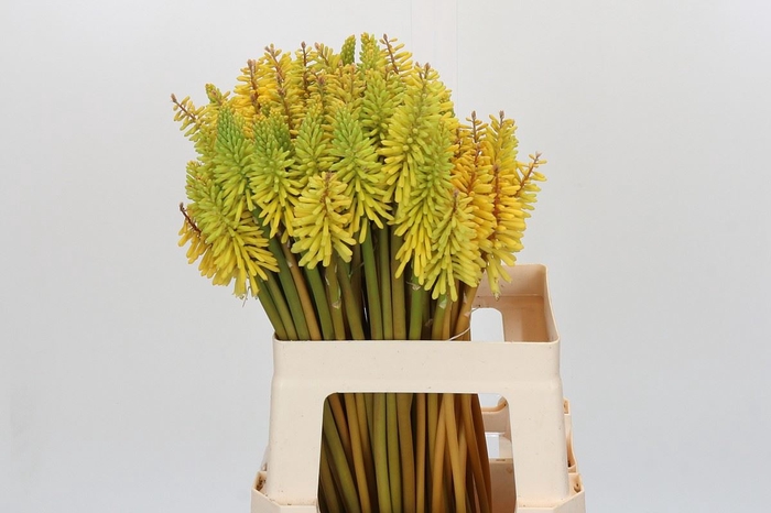<h4>Kniphofia  'Eycone Yellow'</h4>