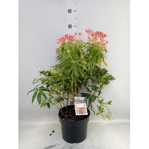 Pieris japonica 'Forest Flame'