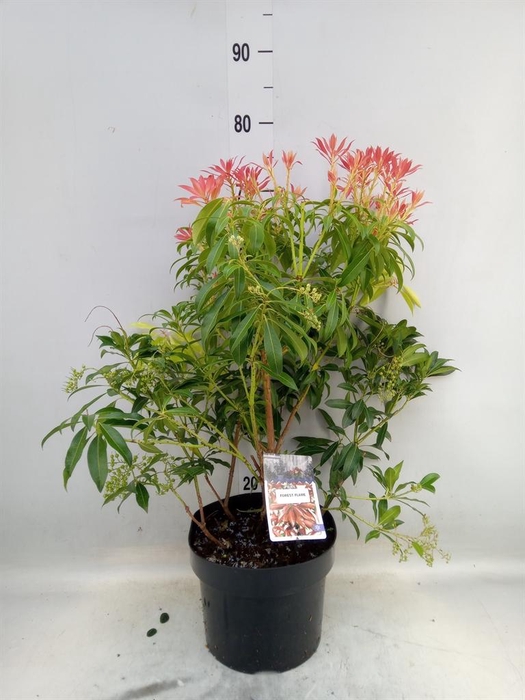 <h4>Pieris japonica 'Forest Flame'</h4>