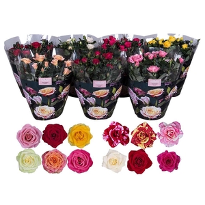 Nolina Roses Ø 23 cm Mix