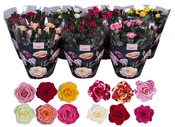 <h4>Nolina Roses Ø 23 cm Mix</h4>