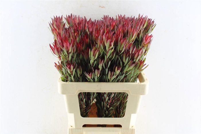 <h4>LEUCAD SAL BLUSH</h4>