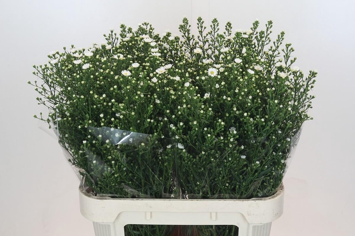 <h4>Aster Paquita</h4>