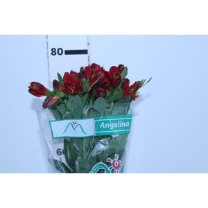 ALSTROEMERIA ANGELINA 080 CM
