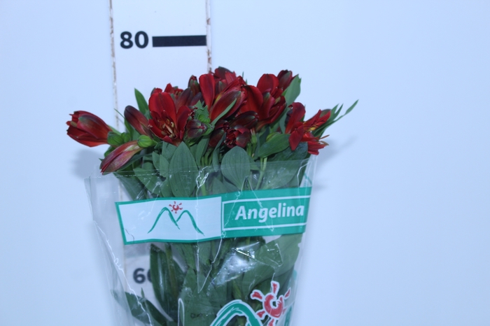 ALSTROEMERIA ANGELINA 080 CM