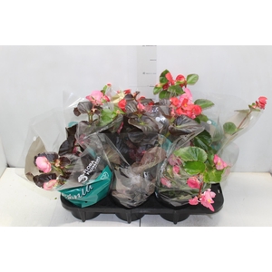 BEGONIA VIKING P15 VARIADO