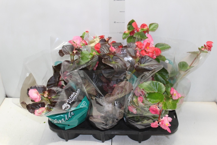 <h4>BEGONIA VIKING P15 VARIADO</h4>