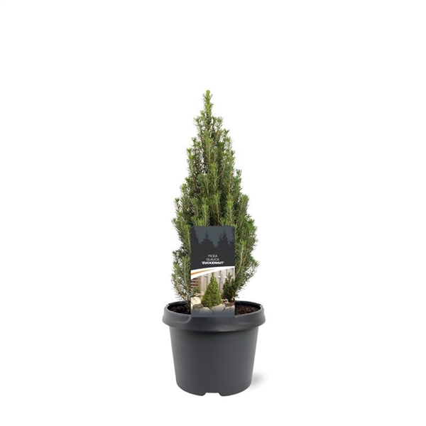 <h4>Picea glauca 'Zuckerhut'</h4>