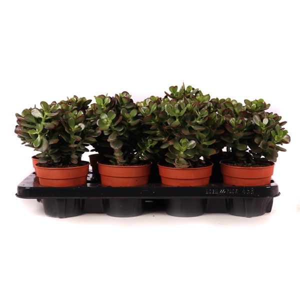 <h4>Crassula minor 12 cm</h4>