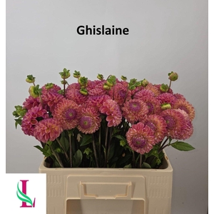 Dahl Ghislaine