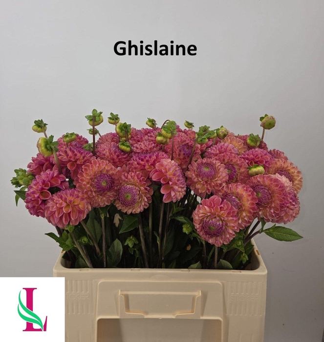 <h4>Dahl Ghislaine</h4>