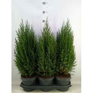 Juniperus chinensis 'Stricta'