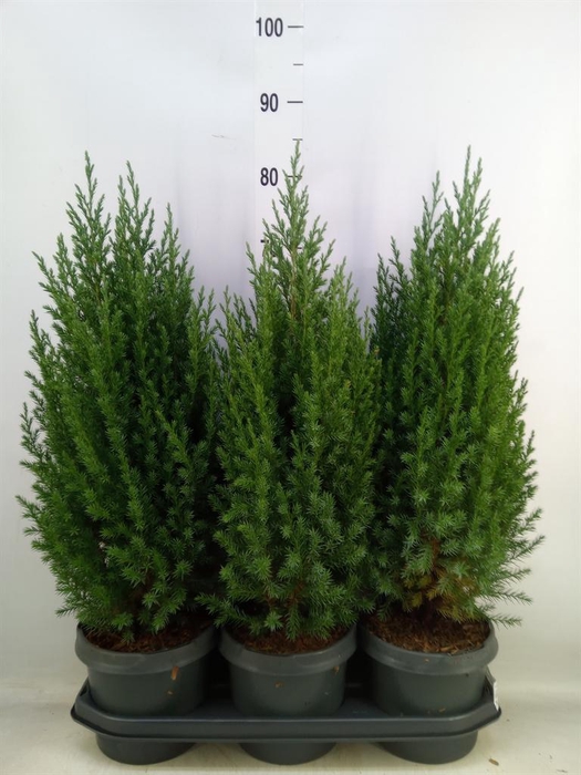 <h4>Juniperus chinensis 'Stricta'</h4>
