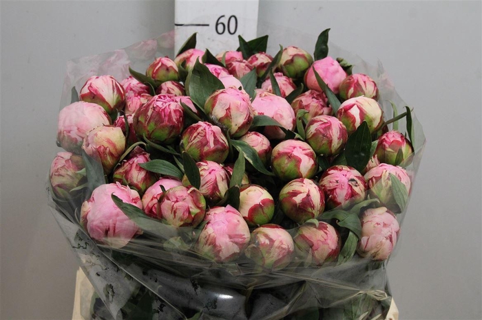 <h4>Paeo Sara Bernhard</h4>