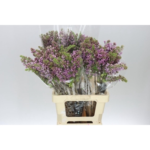 Syringa V Dark Koster